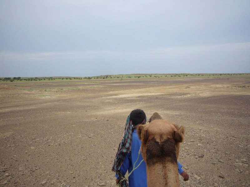 Travel - India - Rajasthan - Desert Camel Trip - Camel Safari